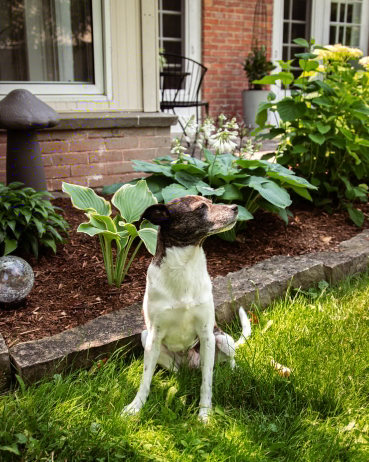 A head-on shot shows a jack russell and hound mixed breed dog sitting in the grass in front of a garden. She is sniffing something in the air.