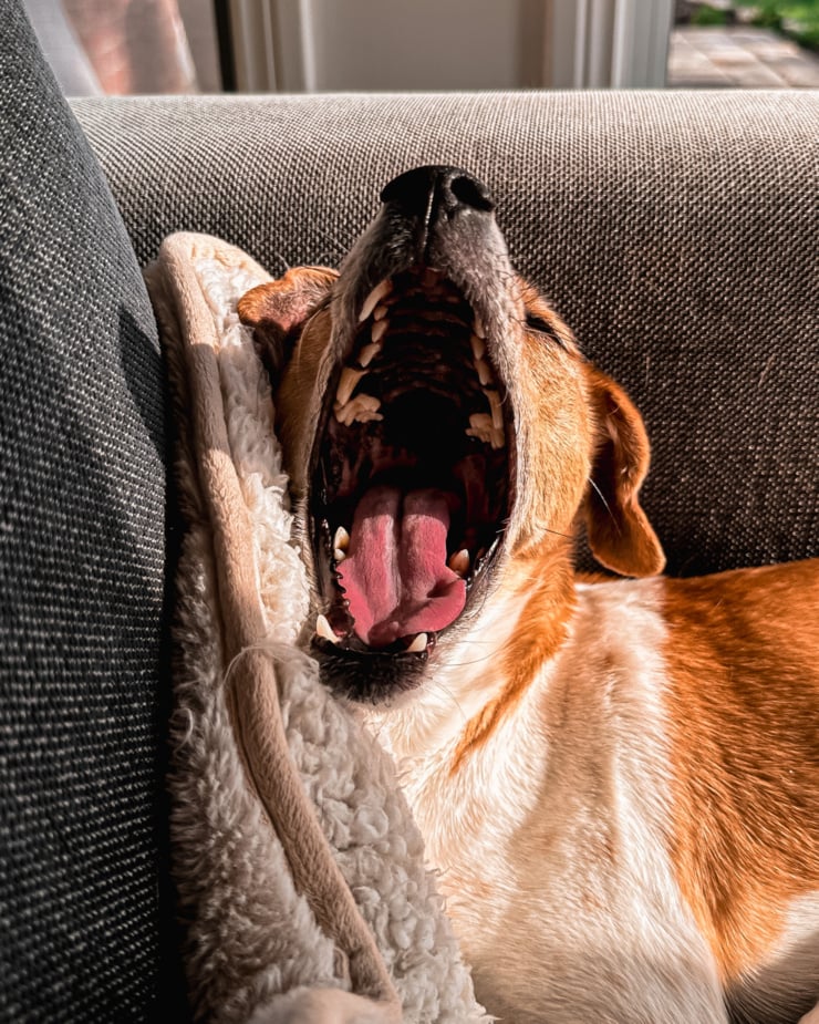 A head-on shot shows a chihuahua whippet mix breed dog having a biiig yawn in the sun on a comfy chair.