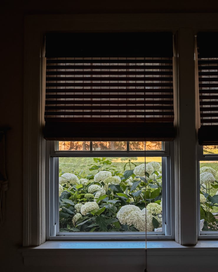 A head-on shot shows a window overlooking a bunch of annabelle hydrangea blooms in a garden. The blind on the window is partially closed.