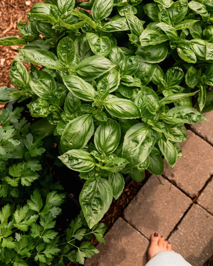 An overhead shot shows some robust basil plants in a container outside.