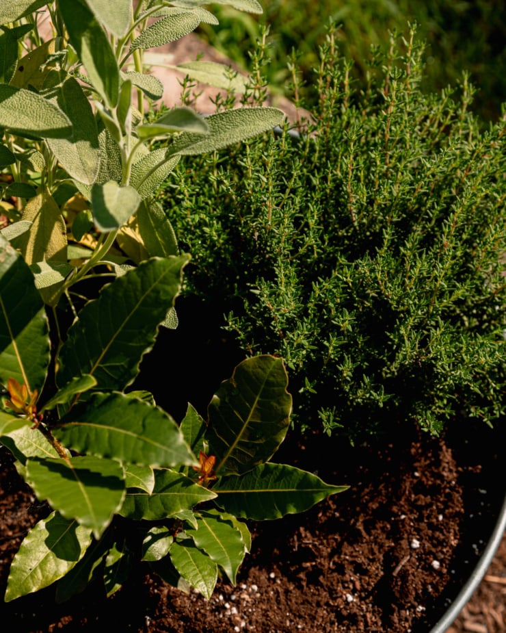 A 3/4 angle image shows thyme, bay, and sage growing in a pot in full sun.