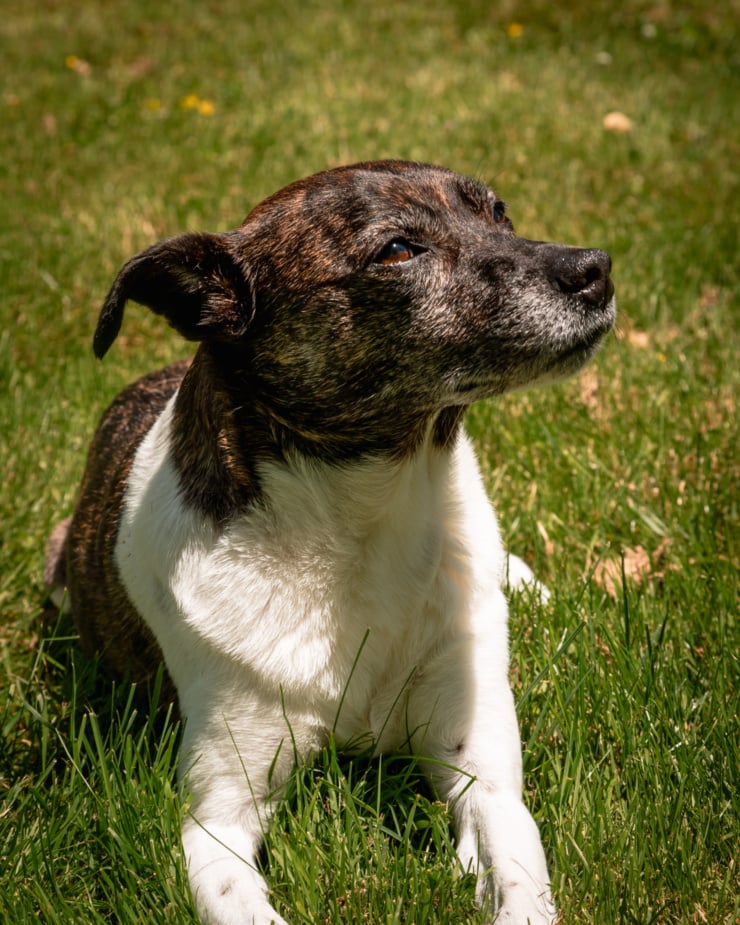 A close up, head-on shot shows a jack russell hound mixed breed dog laying in the grass in full sun. She is looking up at something in the sky.