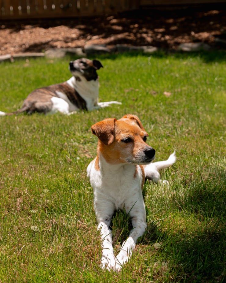A head-on shot shows a whippet chihuahua mix dog laying int he grass in full sun. Another dog is int he background, sniffing the air.