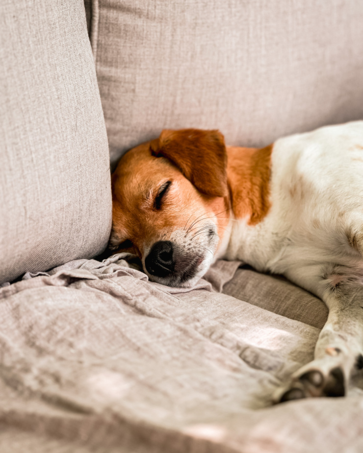A head-on image shows a chihuahua whippet mixed breed dog sleeping on a blanket laid on a couch. She has her paws stretched out in front of her.