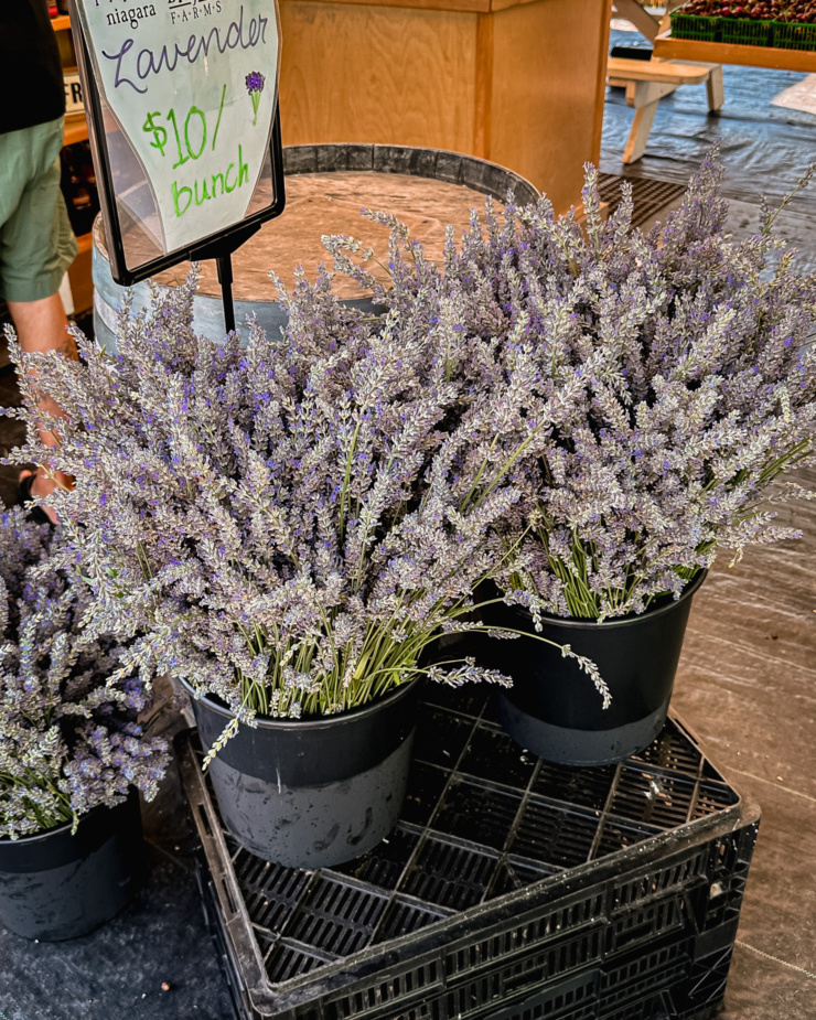 A 3/4 angle image shows bunches of lavender in buckets for sale at a farm stand.