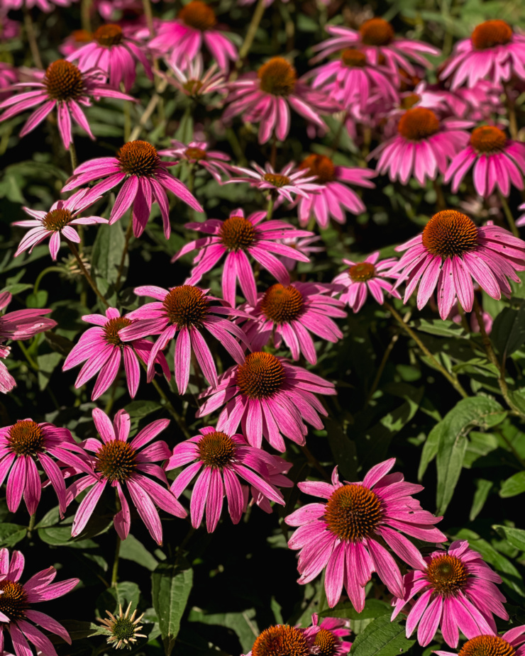 An overhead image shows a bunch of blooming echinacea in the sun.