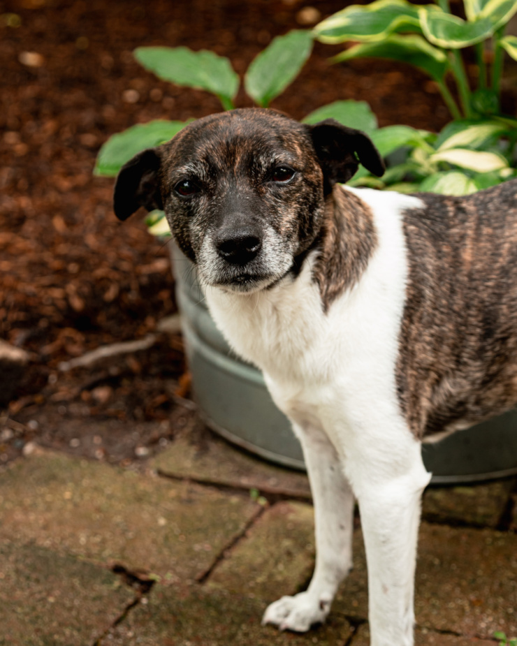 A head-on shot shows a jack russell and hound mixed breed dog looking right at the camera on a shaded patio outside.