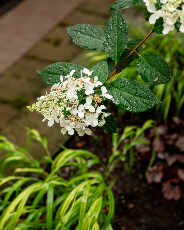 An overhead shot shows a hydrangea bloom against some ornamental grasses and coral bells.