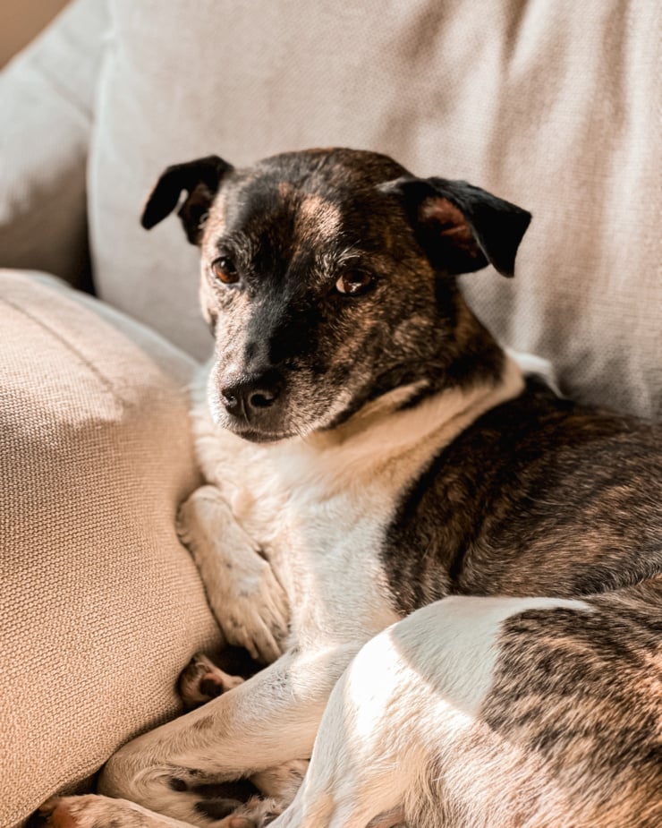 A head-on shot shows a jack russell terrier and hound mix dog lounging against a pillow on the couch. She is looking at the camera.