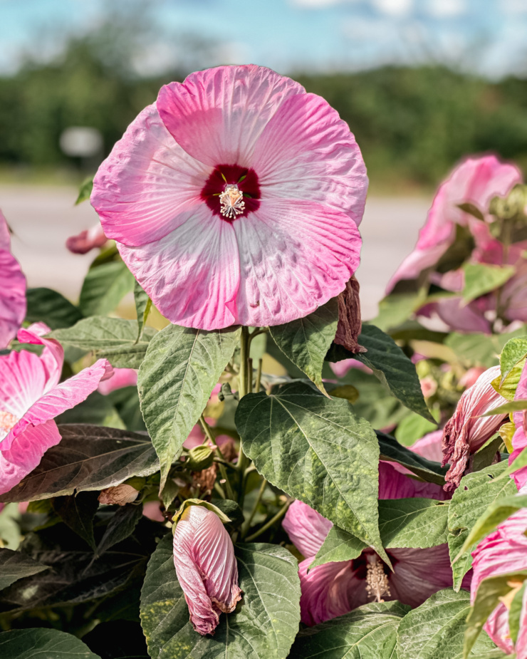 A head-on shot shows a beautiful fuchsia and white hibiscus flower, popping up from a bush.