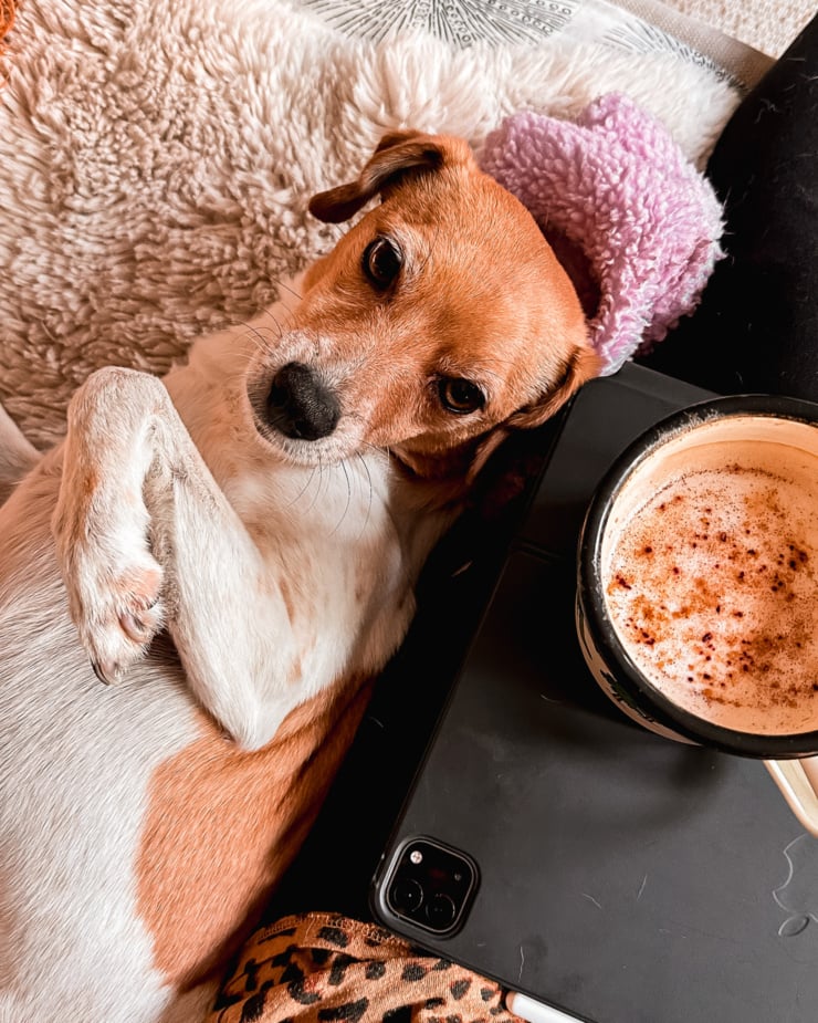 An overhead shot shows a whippet chihuahua mix dog lying on a couch facing slightly up against the leg of her human. A frothy coffee is seen in the frame.