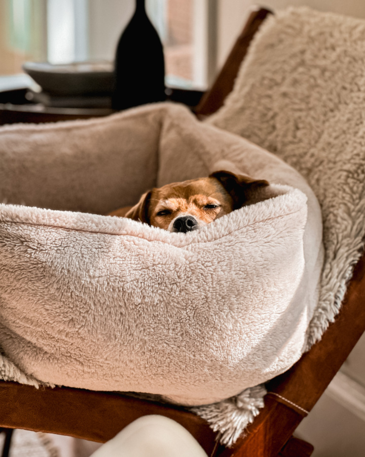 A head-on shot shows a dog bed perched on top of a chair. A small dog's sleepy face is peeking out of the top of the bed in bright sunlight.