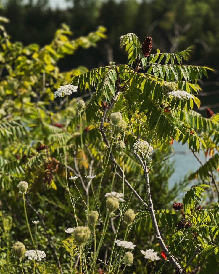 A head-on shot shows a bunch of wild plants including sumac and queen anne's lace growing in bright summer sunlight.