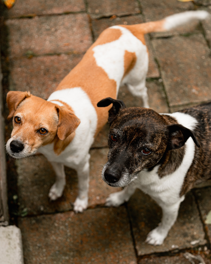 An overhead shot shows two dogs looking up at the camera.