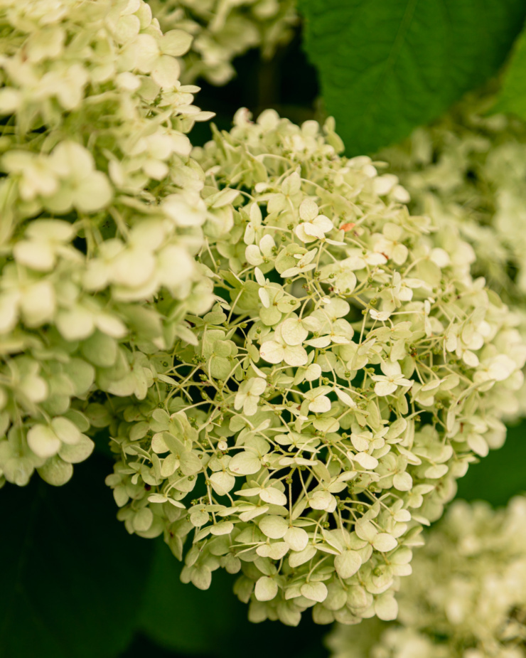 A head-on shot shows lime green Annabelle hydrangea blooms up close.