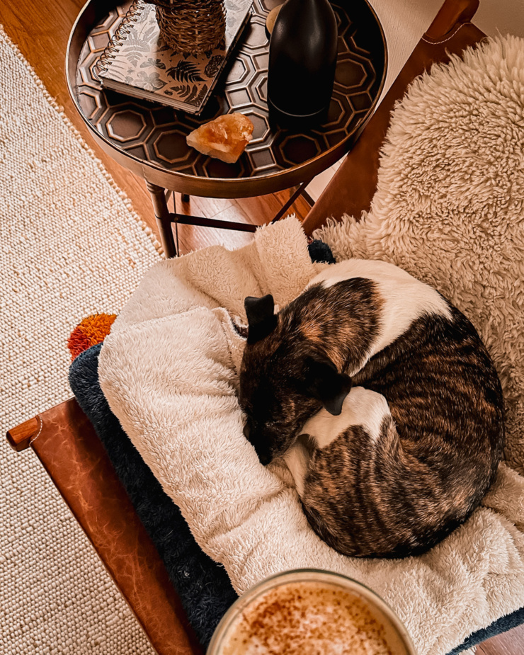 AN overhead shot shows a dog curled up sleeping on a couple folded up blankets in a chair.