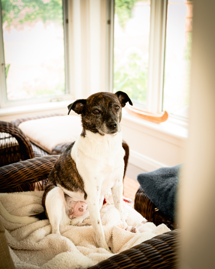 A head-on shot shows a jack russell and hound mix dog sitting on a chair upright. She is looking right at the camera.