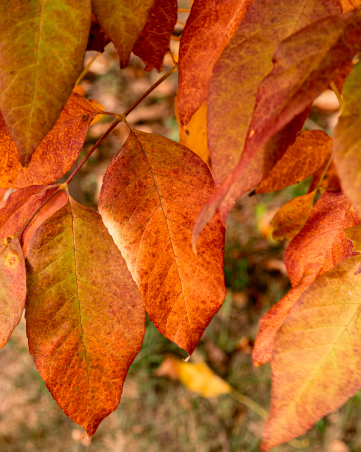 An up close shot shows orange and burgundy speckled leaves, still on the branch.