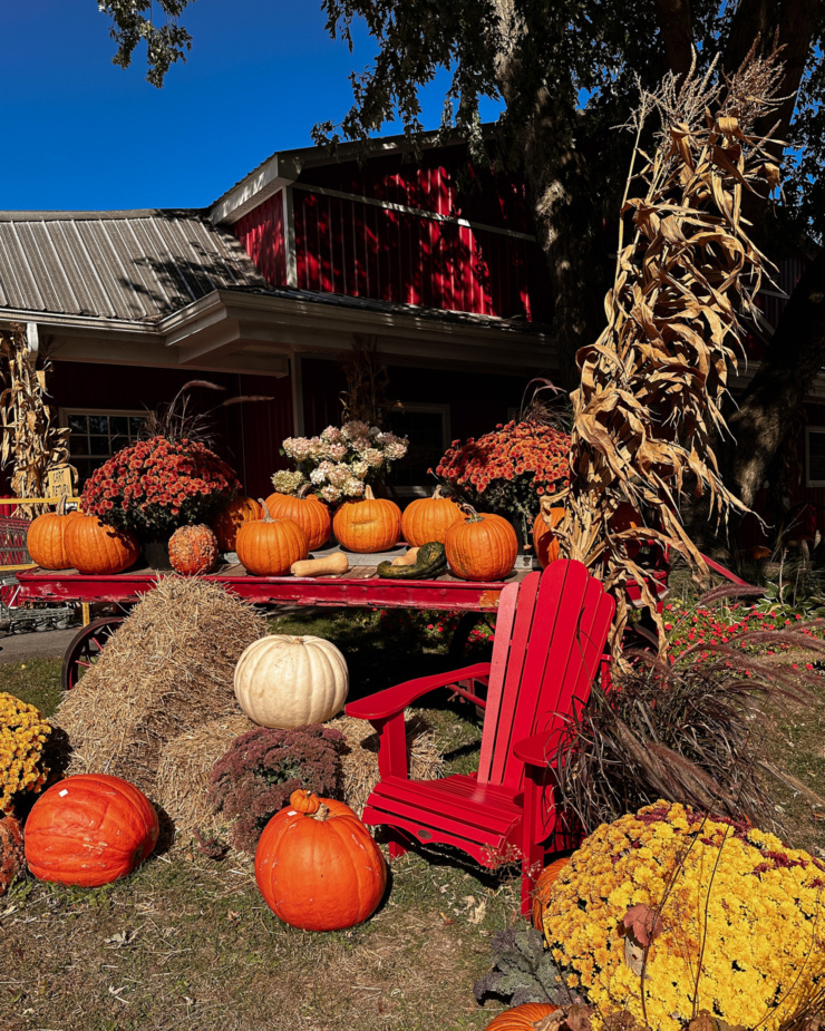 A head-on shot shows an autumnal display on an old table in front of a red barn. The display has pumpkins, cornstalks, mums, an Adirondack chair, foundtain grass and a couple hay bails.