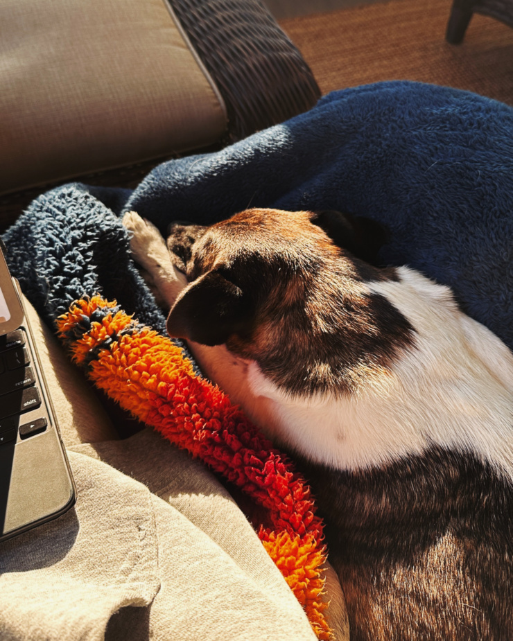 An overhead shot shows a terrier mix dog laying on a blanket on a chair in the sun.