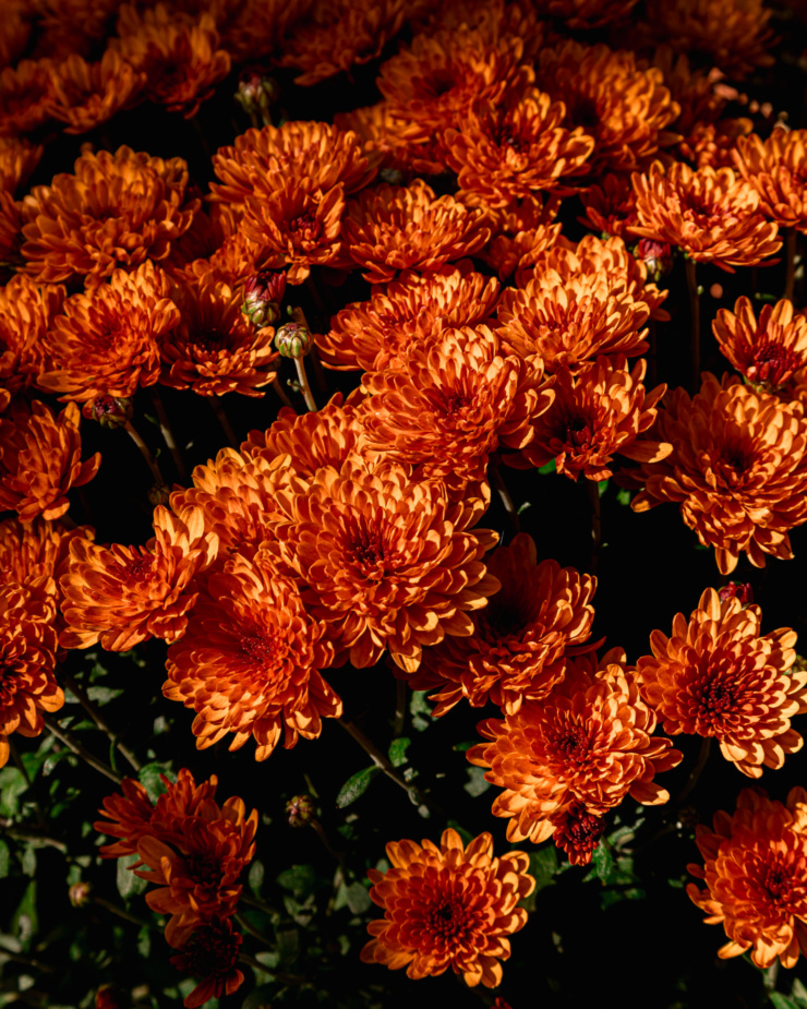 An up close shot shows chrysanthemum blooms in late afternoon golden light.