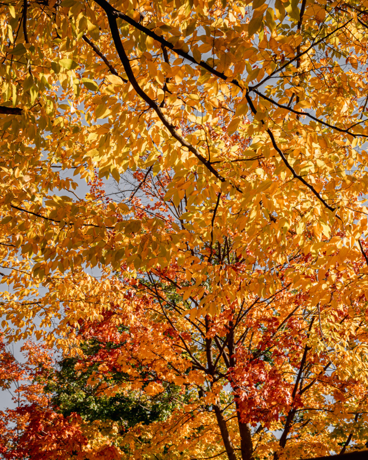 A shot aims up, looking towards a canopy of trees in autumn hues of gold, orange and red.