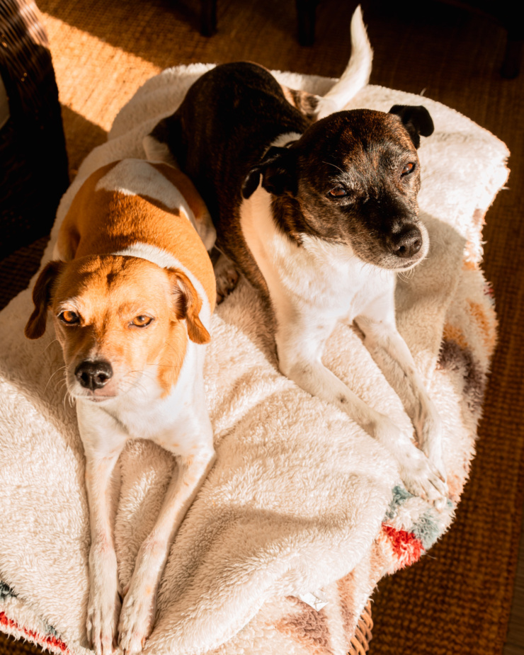 An overhead shot shows two dogs lounging on an ottoman in the sun.
