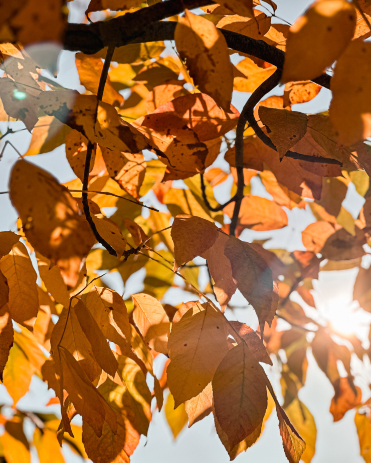 an upward angled shot captures sunlight through autumn leaves on a tree.