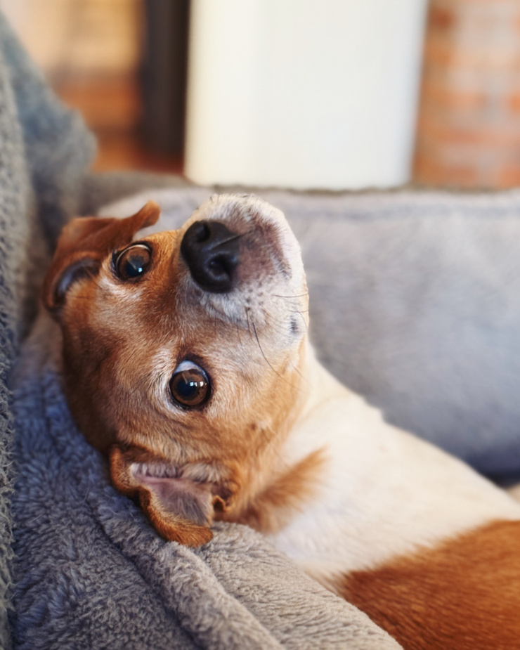 A chihuahua whippet mix dog is looking back at the camera with her head leaning to the side.