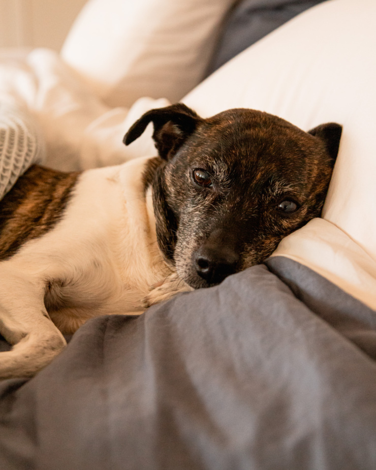 A head-on shot shows a jack russell and hound mix dog resting up against a pillow. She is looking right at the camera.