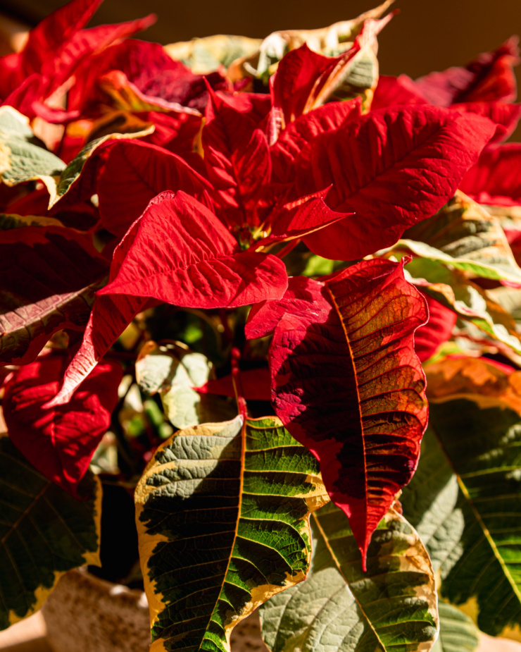 An overhead shot shows a poinsettia in bright sunlight