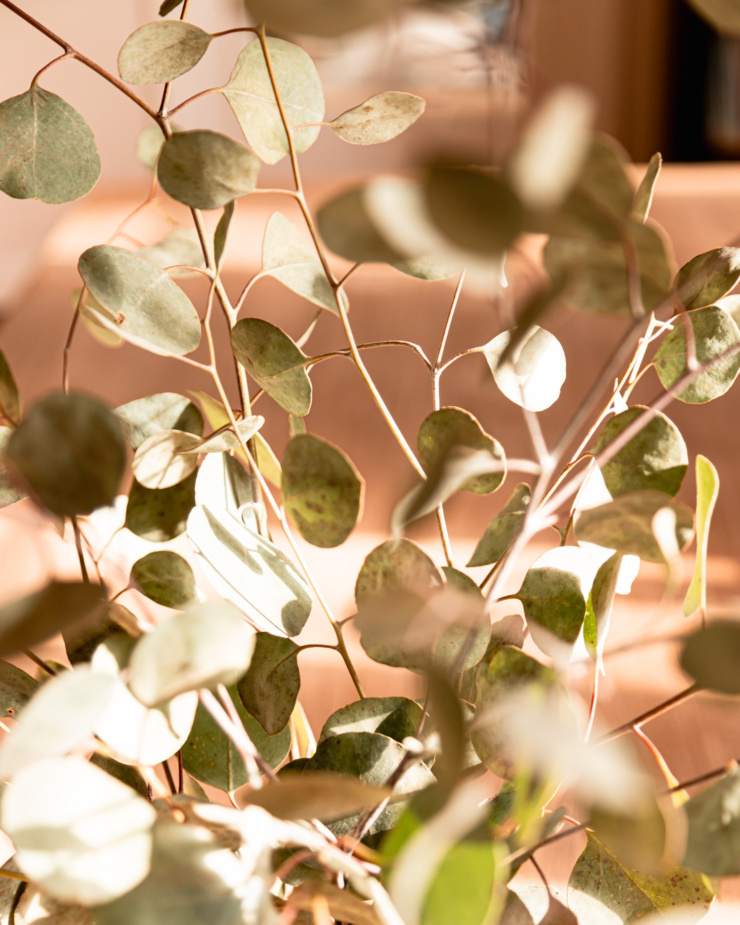 An up close shot shows eucalyptus branches in dappled sunlight.