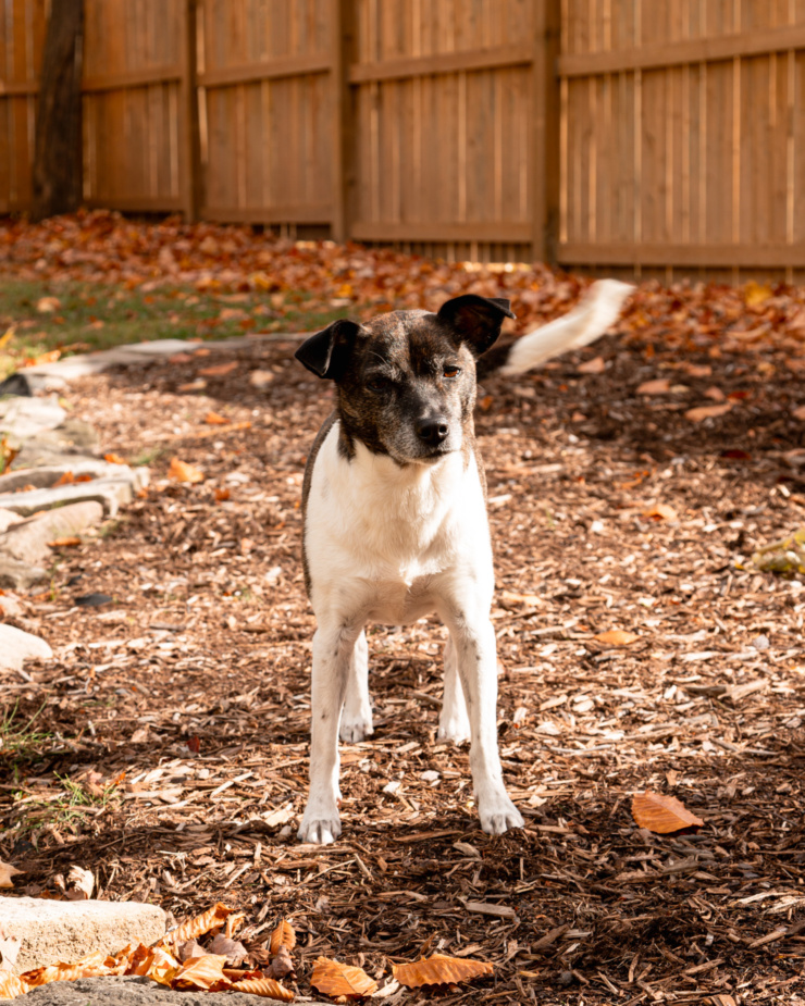 A jack russell hound mix dog is seen outdoors with autumn leaves nearby. She is standing up, wagging her tail, and looking right at the camera.