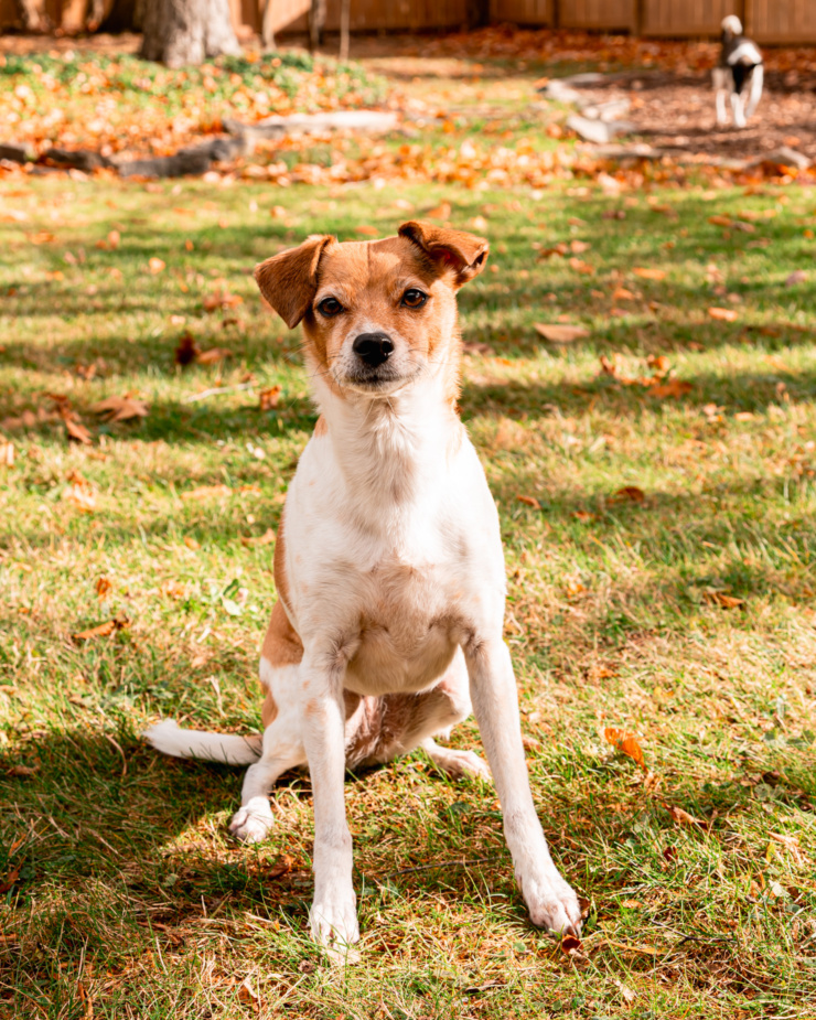 A head-on shot shows a whippet chihuahua mix dog sitting on grass outside, looking right at the camera.
