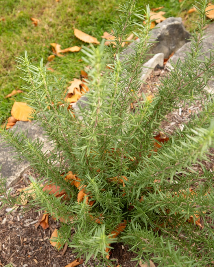 An overhead shot shows a healthy rosemary plant.