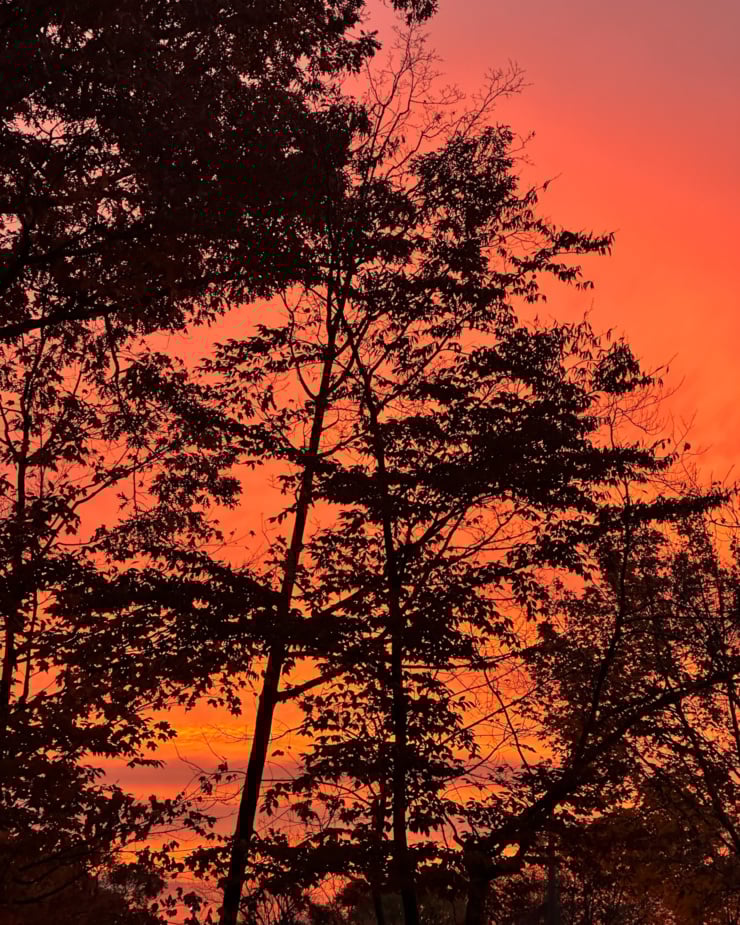 An angled up shot shows a bright orange and pink sunrise sky with the shadows of trees in front.