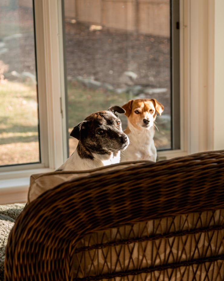 A head-on shot shows two dogs looking over at the camera over the back of a chair. Their faces are in bright sunlight.
