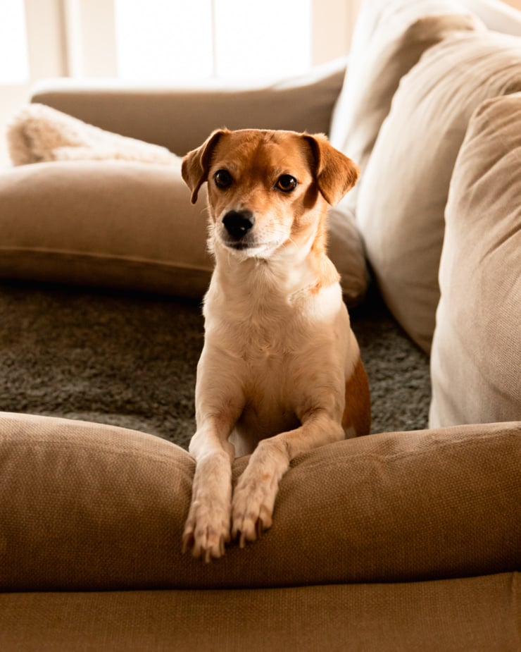 A head-on shot shows a chihuahua whippet mix dog sitting on the couch with her paws dangled over a cushion.