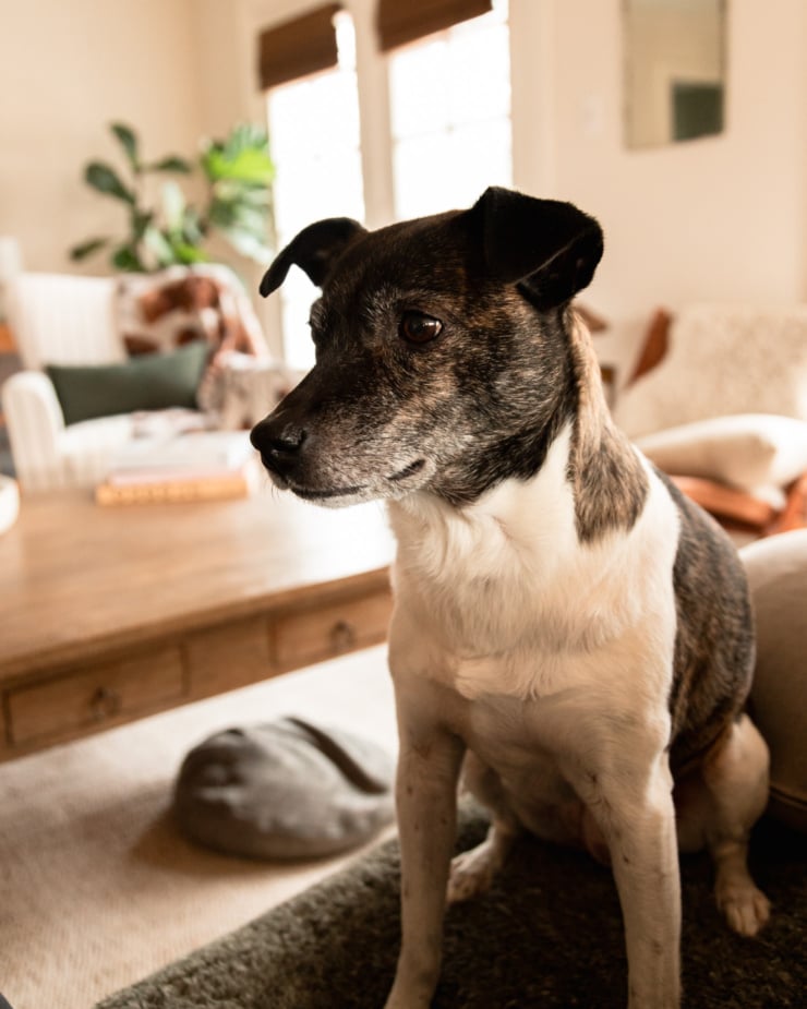 A head-on shot shows a jackrussel hound mix dog sitting right in front of the camera with a living room in the background.