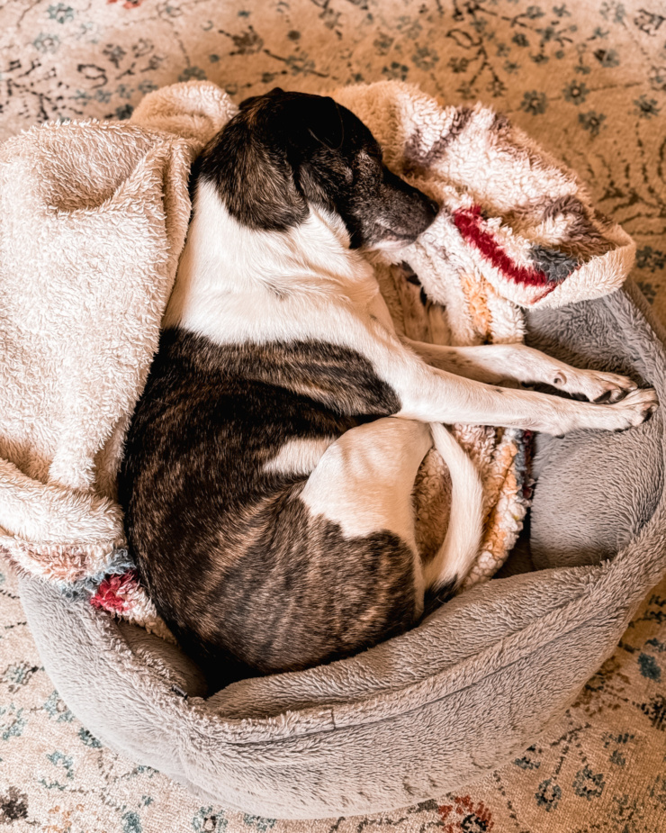 An overhead shot shows a brindle and white mixed breed dog totally passed out in a dog bed lined with a fluffy blanket.