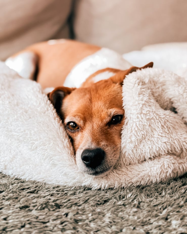A head-on shot shows a chihuahua whippet mixed dog nestled in a fluffy blanket. She is looking right at the camera.
