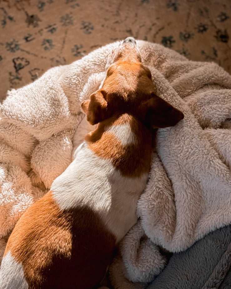 An overhead shot shows a whippet chihuahua mix dog laying on a bunch of fluffy blankets in the sun.