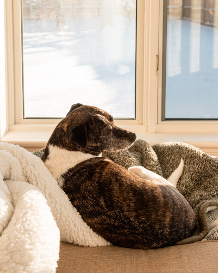 A head-on shot shows a jack russell and hound mixed dog laying on a blanket on top of a chair in the sun. She is right in front of a window that shows a snowy landscape.