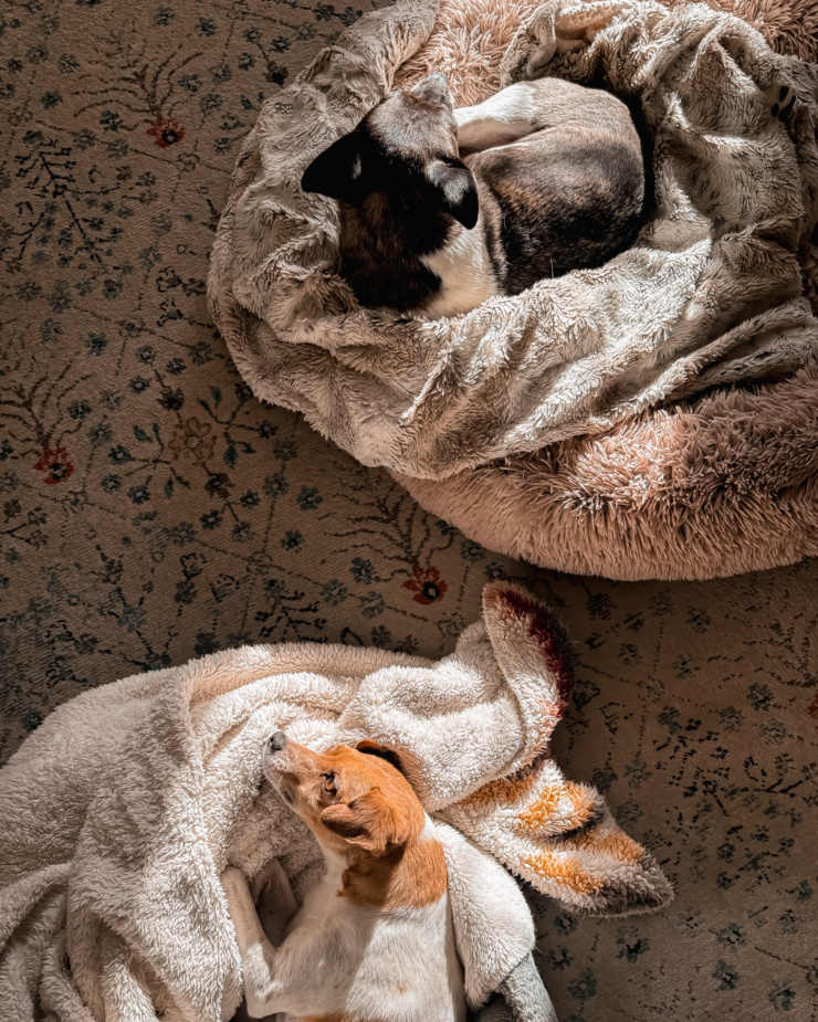 An overhead shot shows two dogs laying in dog beds in the sun. The beds are on top of an ornate carpet.