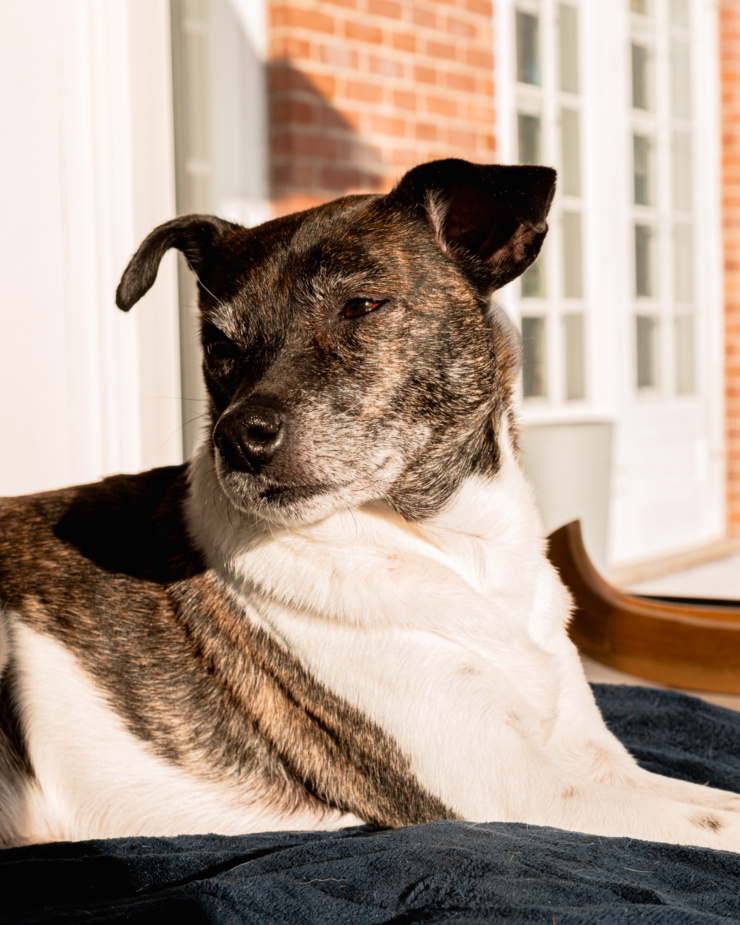 A head-on shot shows a brindle and white jack russell mixed breed dog in bright sun. She is laying on a blanket and looking to the side.