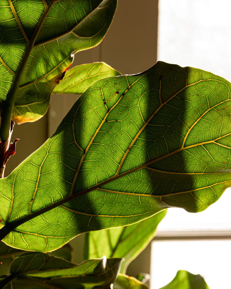 An up close shot, shows the undersides of fiddle leaf fig leaves in bright sunlight.