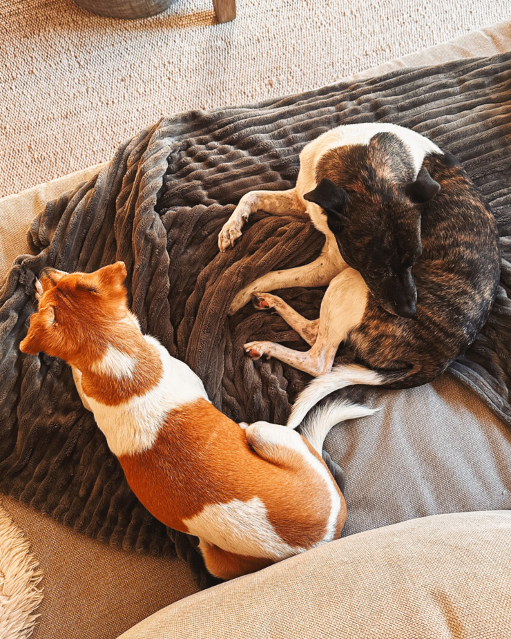 An overhead shot shows two dogs laying on a blanket on the couch.