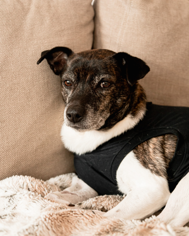 A head-on shot shows a jack russell and hound mix dog sitting on a blanket looking at the camera. She is wearing a compression shirt.