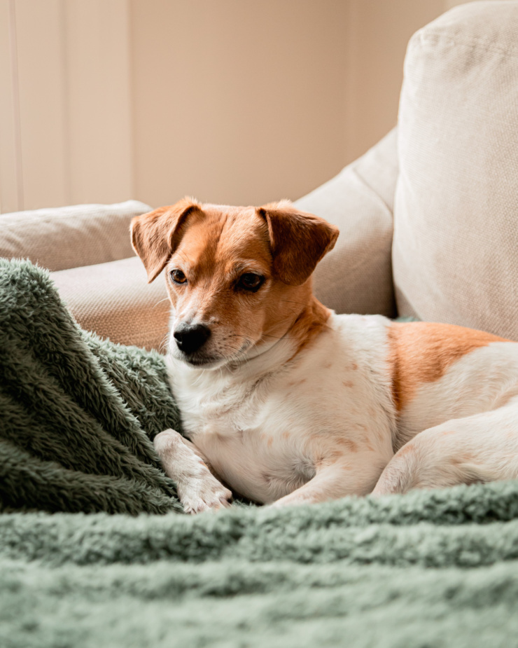 A head-on shot shows a whippet chihuahua mix dog laying on a blanket on the couch.