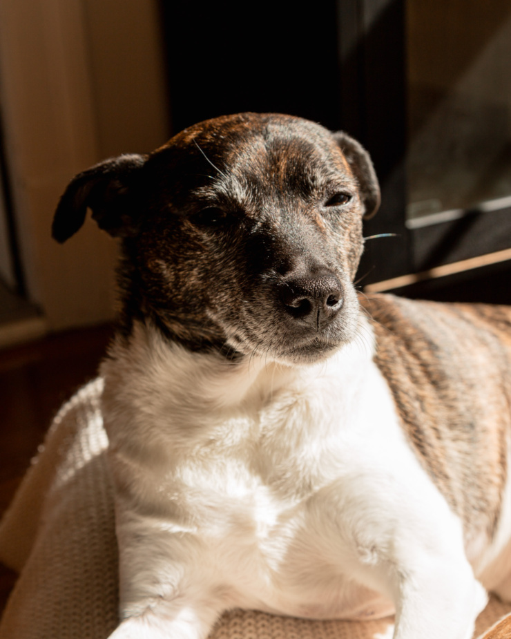 A head-on shot shows a rbidnle and white jack russell hound mixed breed dog looking righbt at the camera. She is sitting in bright sunlight.